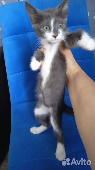 Котята ищут дом