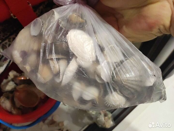 Морские ракушки ведро