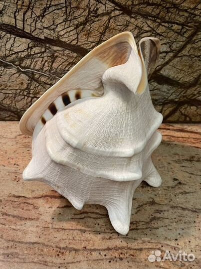 Ракушка. Огромная шикарная