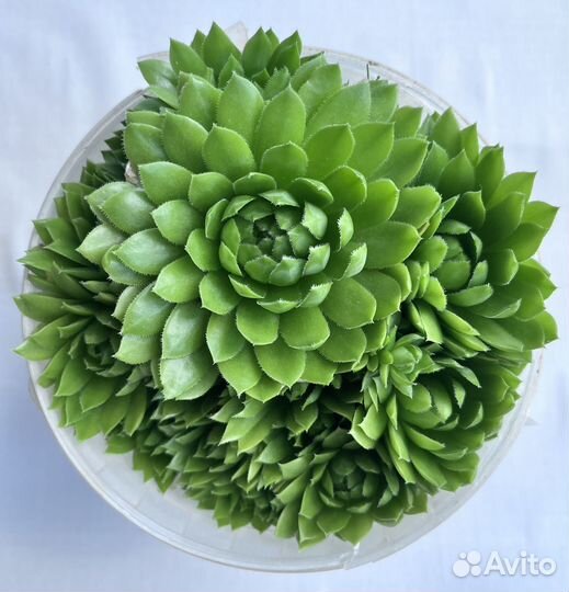 Суккуленты