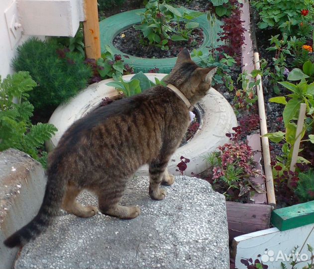 Русская простая