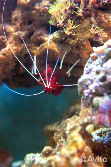 Обслуживание аквариумов