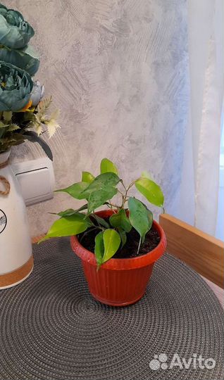 Фикус Бенджамина