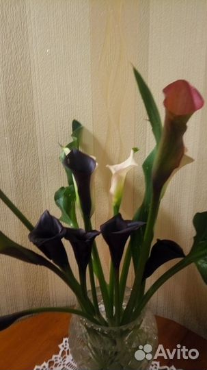 Каллы в ассортименте
