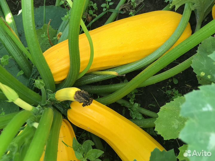 Петрушка,кабачки,капуста ранняя со своего огорода