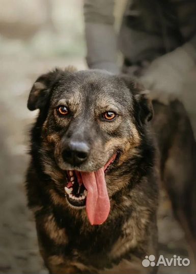 Собака в добрые руки бесплатно