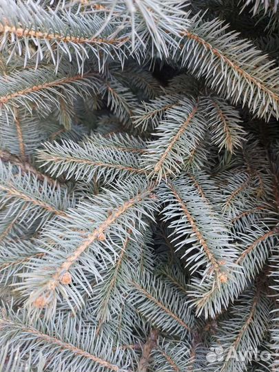 Ель голубая стриженная