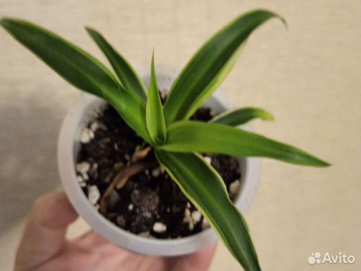 Комнатные цветы (малыши)