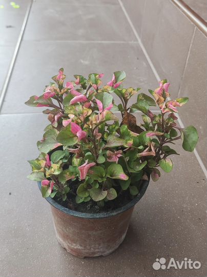 Альтернантера