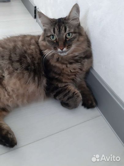 Кот Сибирский