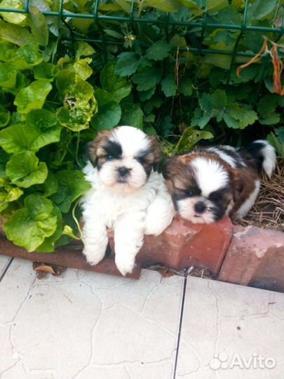 Щенки ши-тцу