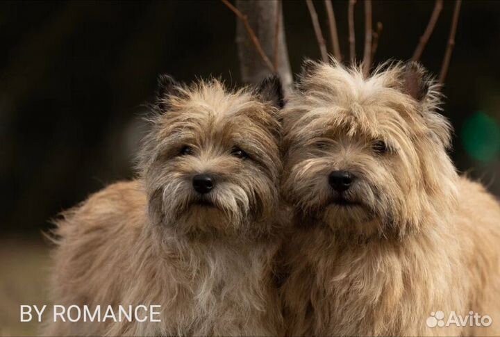 Рыжая девочка керн терьер Зои