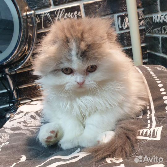 Шотландские вислоухие котята