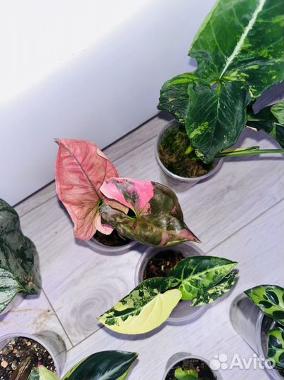 Набор комнатных растений ч.4