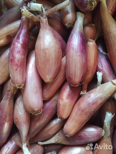 Лук Дельфин