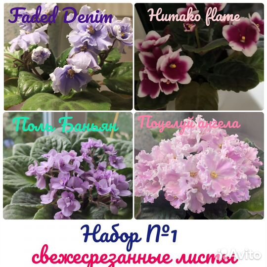 Наборы свежесрезанных листов фиалок/цветы