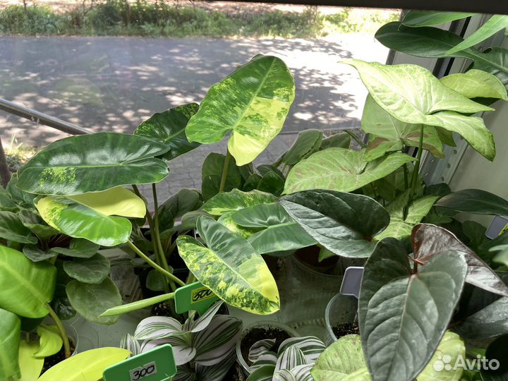 Комнатные растения