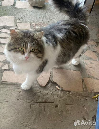 Котик в добрые руки