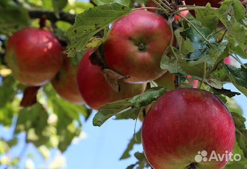Саженцы яблонь