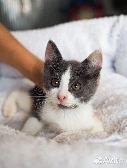 Трехцветный котенок в добрые руки