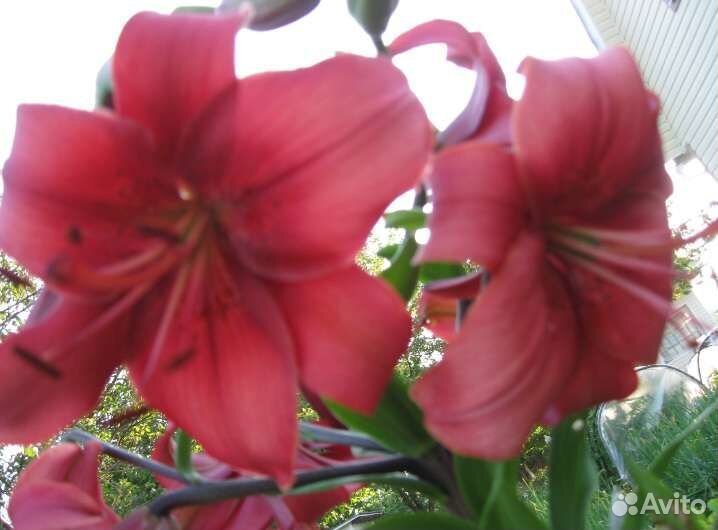 Луковицы лилий 9 штук