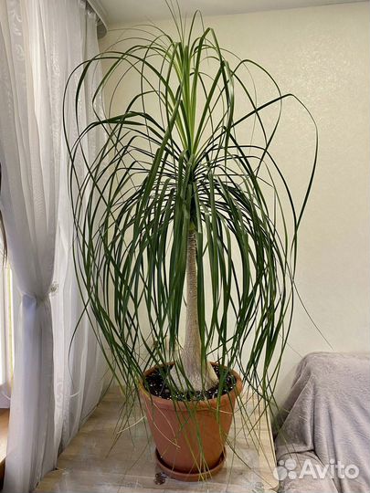 Бокарнея Нолина Пальма