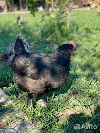 Куры несушки молодые, Не старьё под видом 8-9 мес