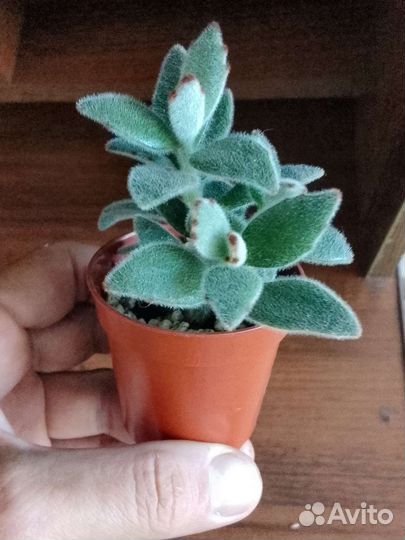 Комнатные растения