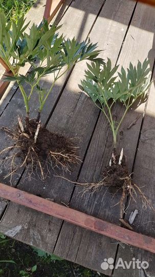 Пион Бартзелла