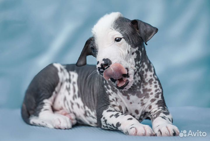 Щенки Ксолоитцкуинтли(стандарт)