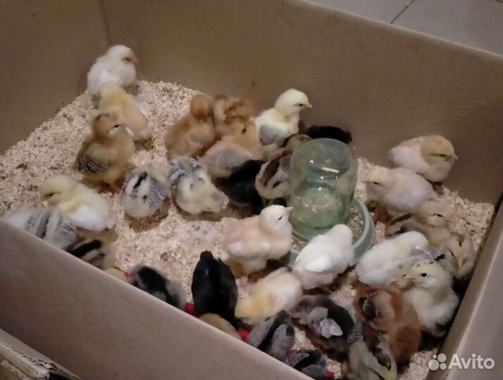 Яйцо инкубационое