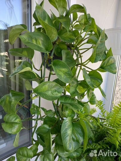 Эпипремнум Глобал Грин