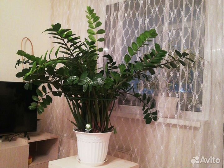 Замиокулькас