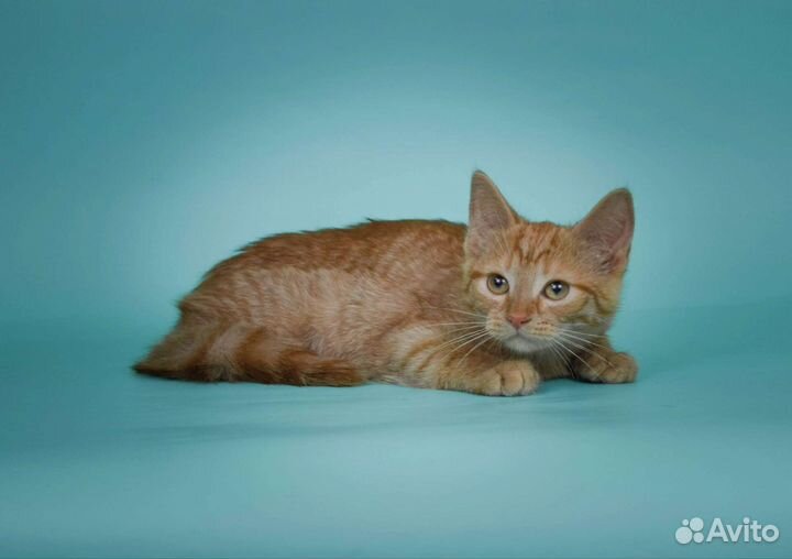 Рыжий котёнок Лунго (2, 5 мес)