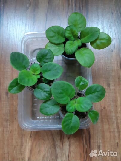 Фиалки, детки