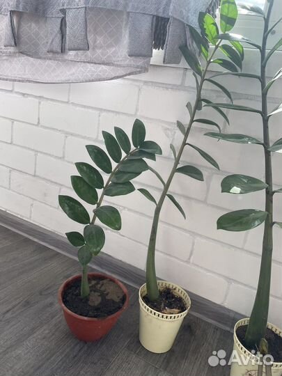 Замиокулькас долларовое дерево