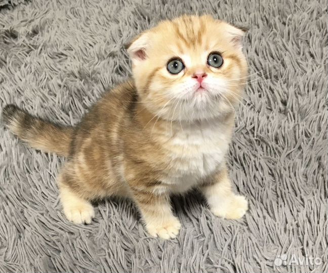 Шотландские вислоухие котята