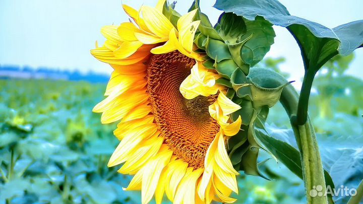 Гибриды подсолнечника от производителя