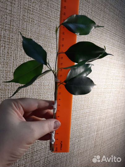 Фикусы Бенджамина 