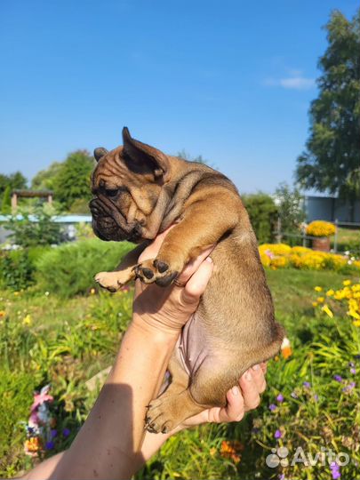 Чудесные французики