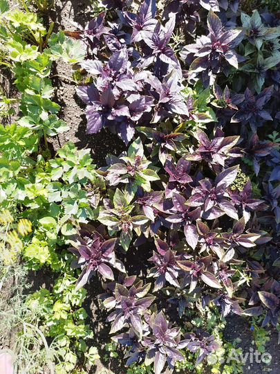 Базилик свежий