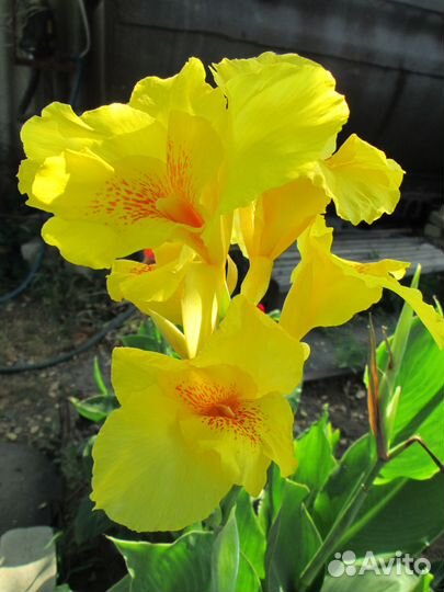 Клубни канны