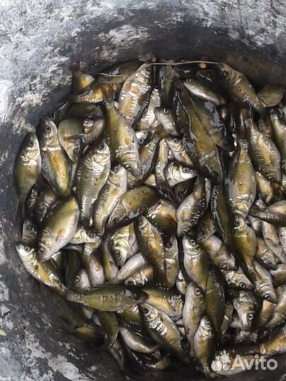 Рыбопосадочный материал