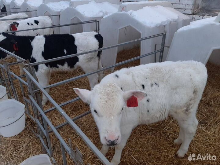 Телята, бычки, крс