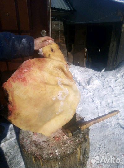 Мясо свинина