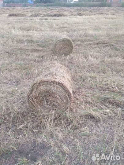 Продам сено в рулонах