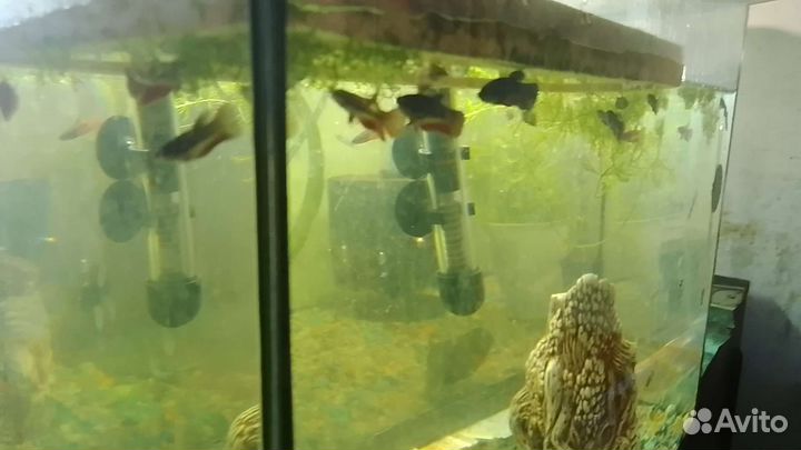 Аквариум с рыбками