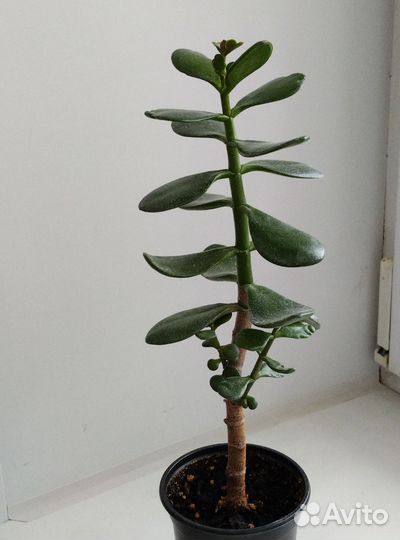 Толстянка денежное дерево комнатное растение