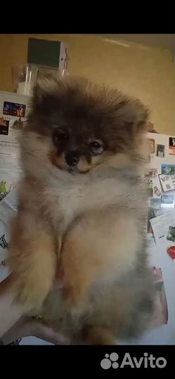 Роскошный мальчик померанец