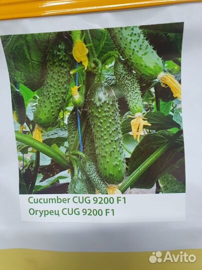 Семена огурец Хорс 250с (9200) Гринтайм